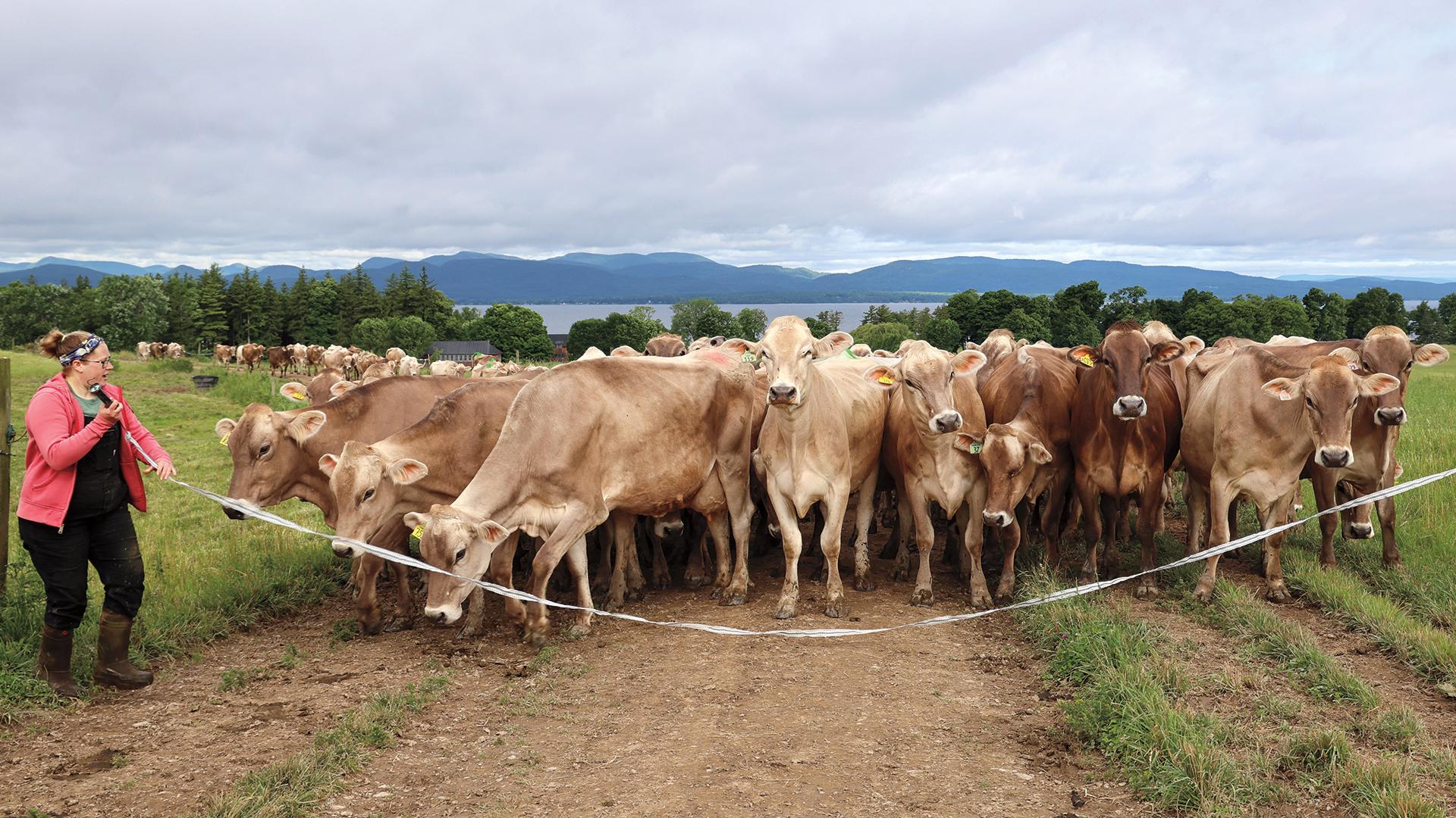 herd walking to dairy barn
