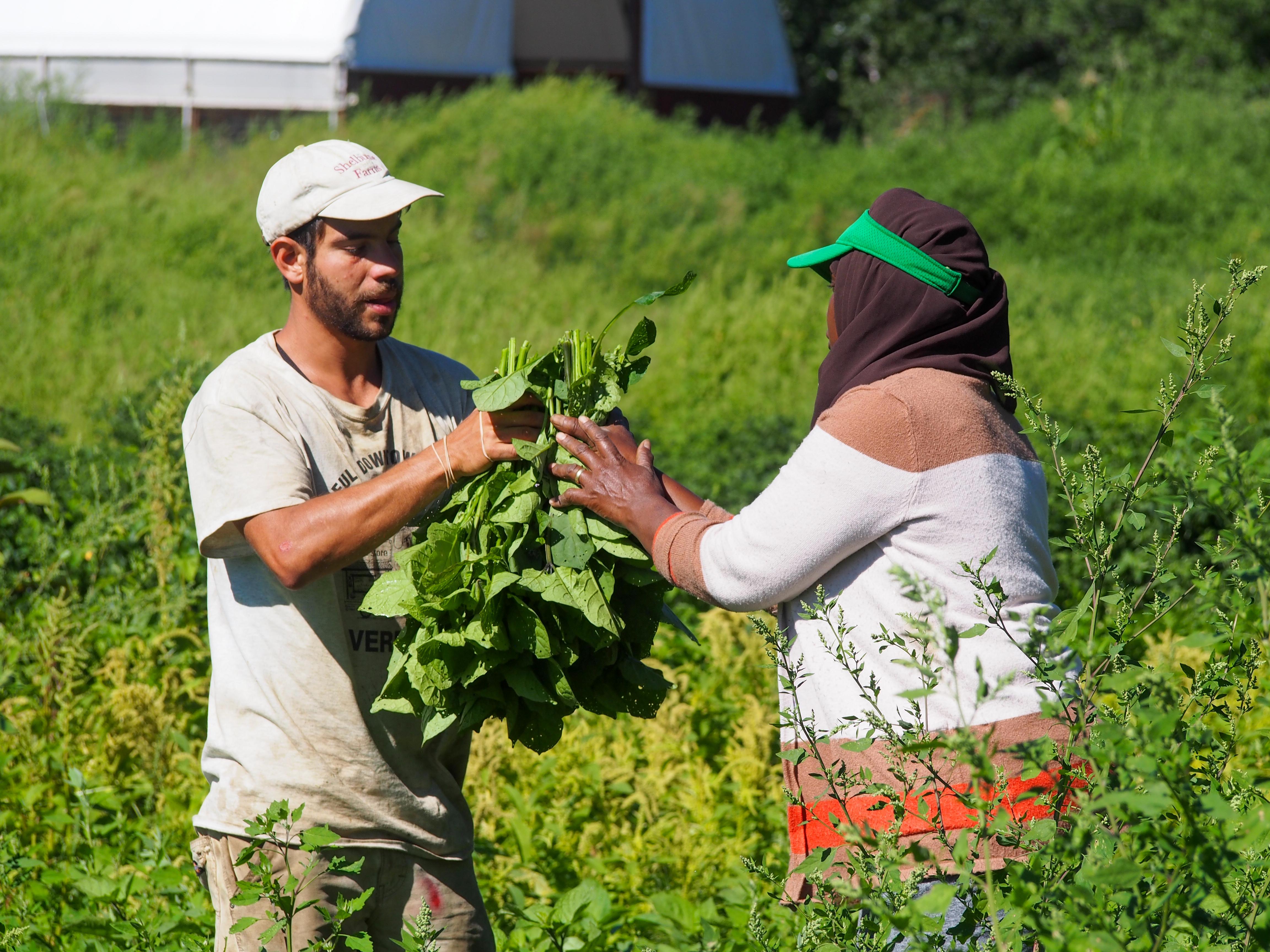 A farmer passes a bundle of freshly harvested greens to another farmer, who assists with bundling them