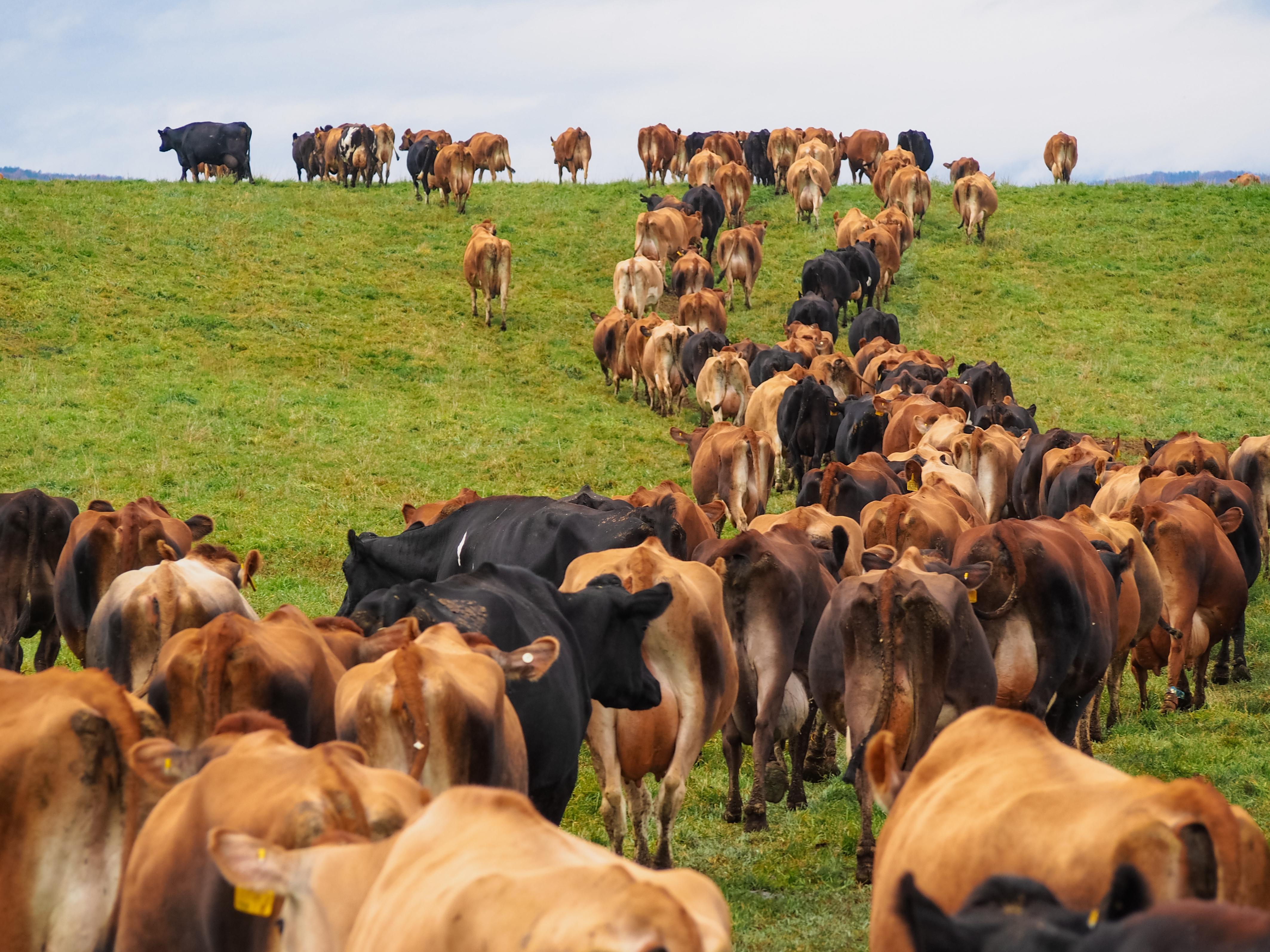 organic grass-fed cows walking in a line uphill across a lush green pasture