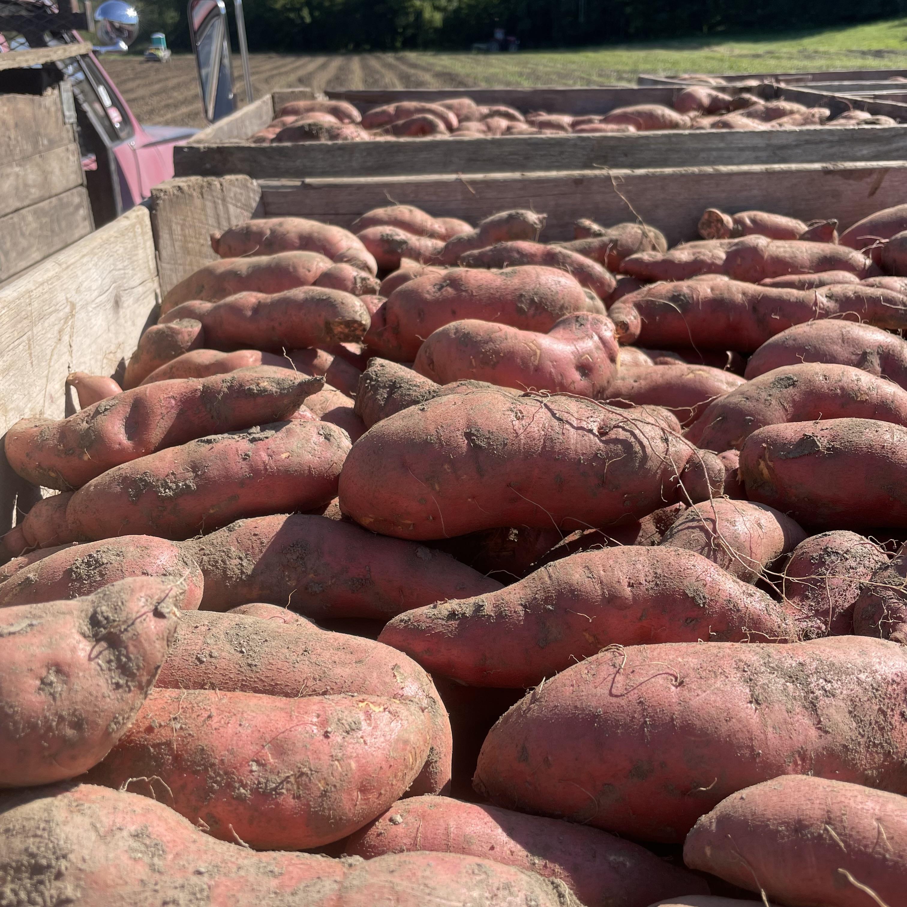 sweet potatoes!