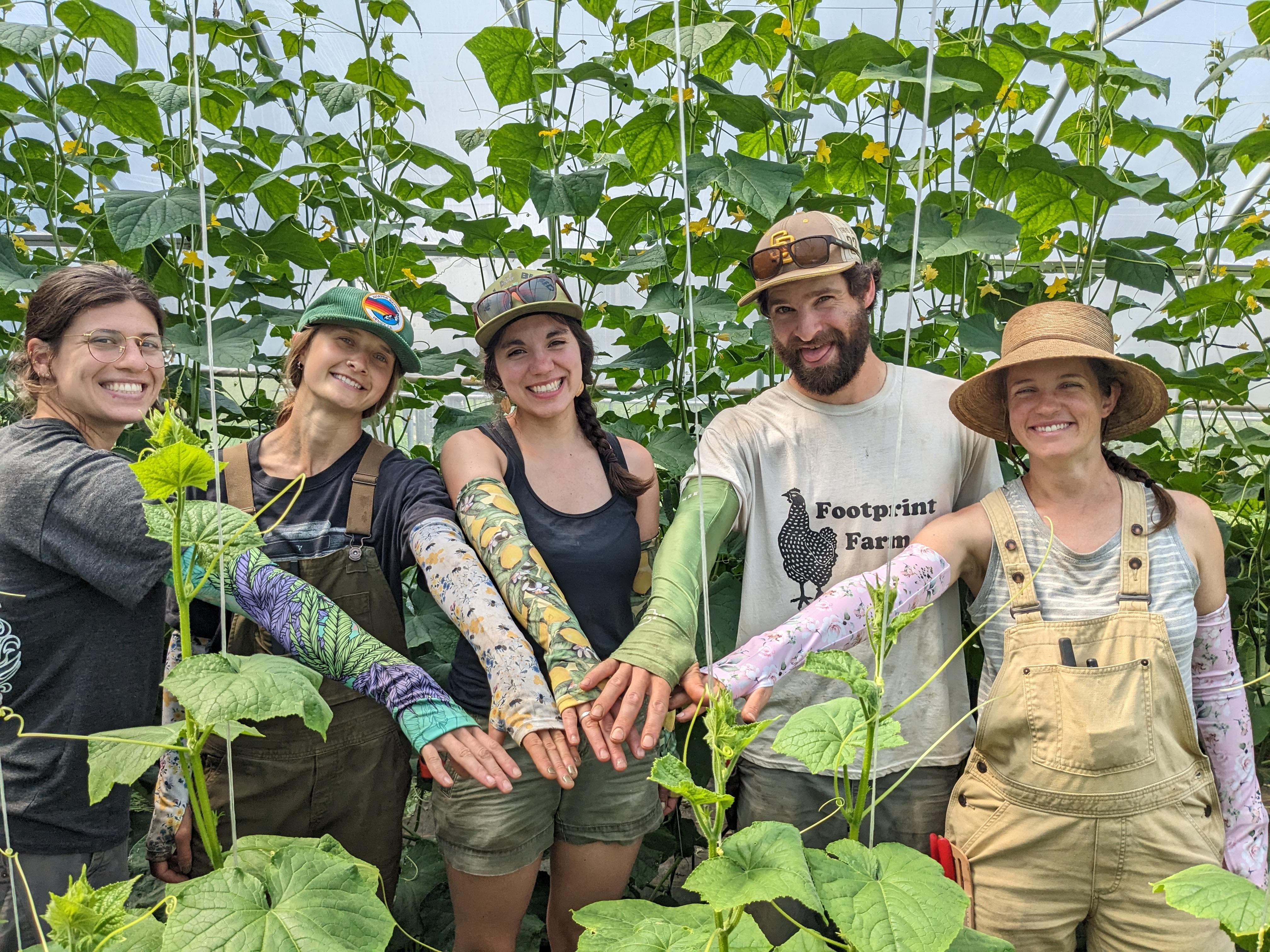 A farm crew comparing pruning sleeves in a cucumber high tunnel
