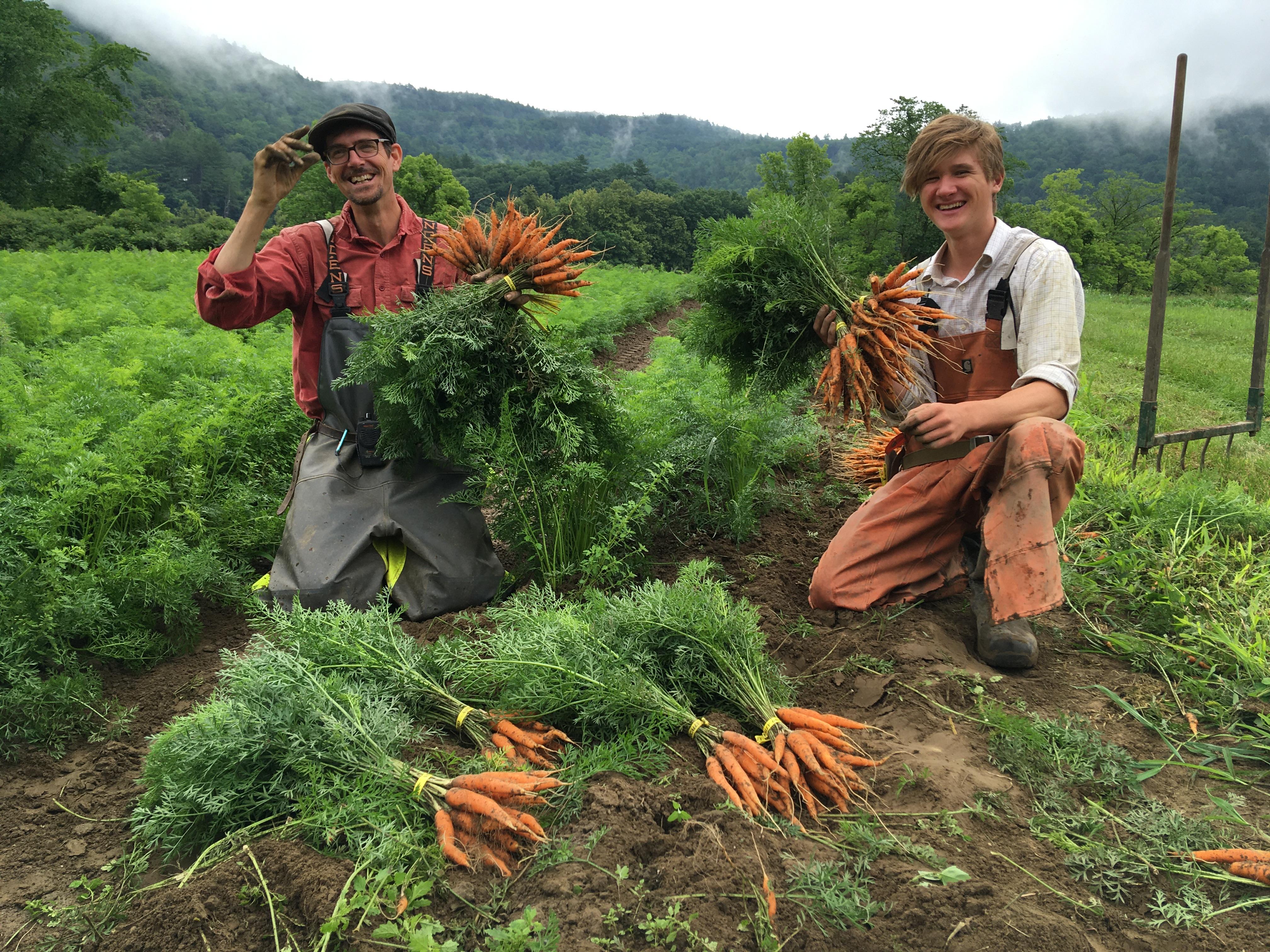 carrot harvest crew!
