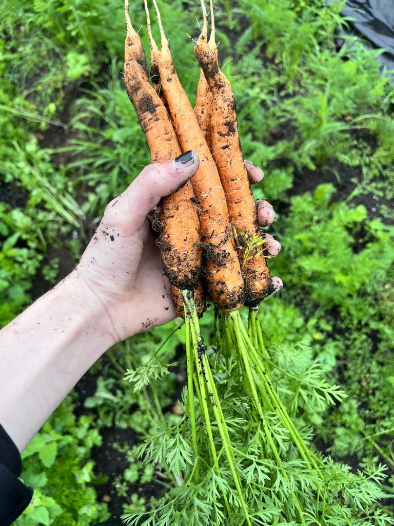 person holding carrots in a field