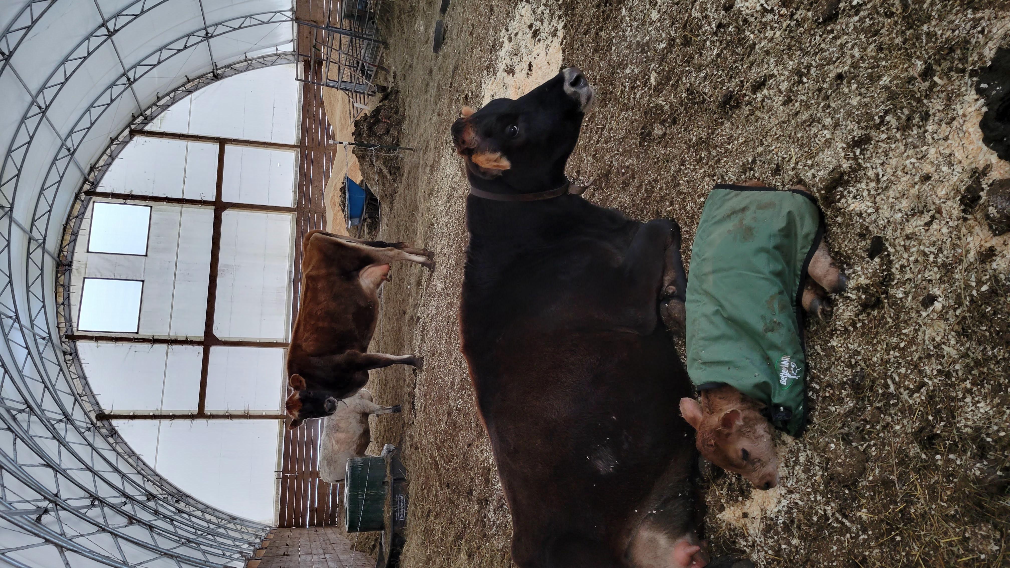 Stormy after giving birth to Spunky