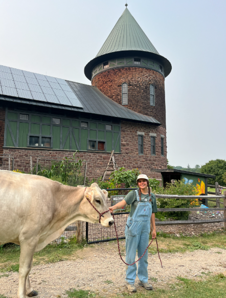Farmyard Educator at Shelburne Farms leading a Brown Swiss cow to her pasture
