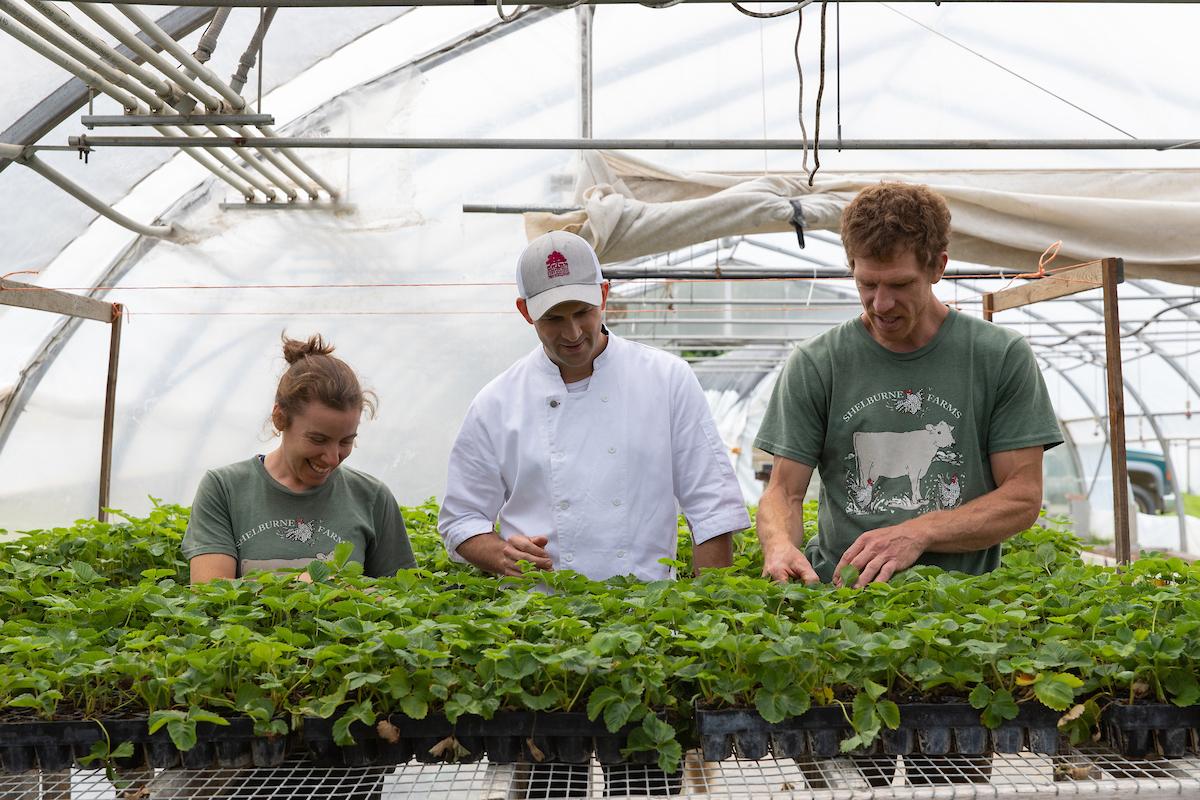chef harvesting from green house