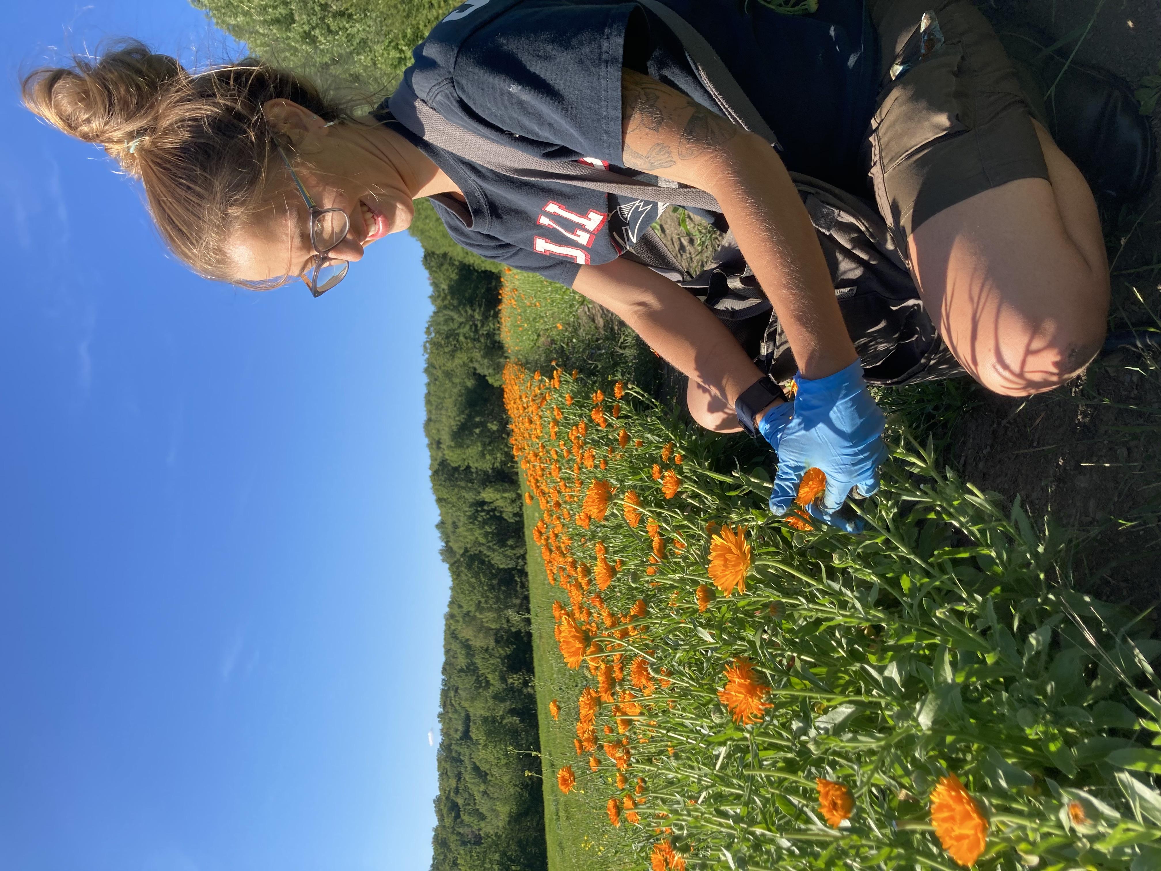 Calendula Harvest, Hillside Botanicals