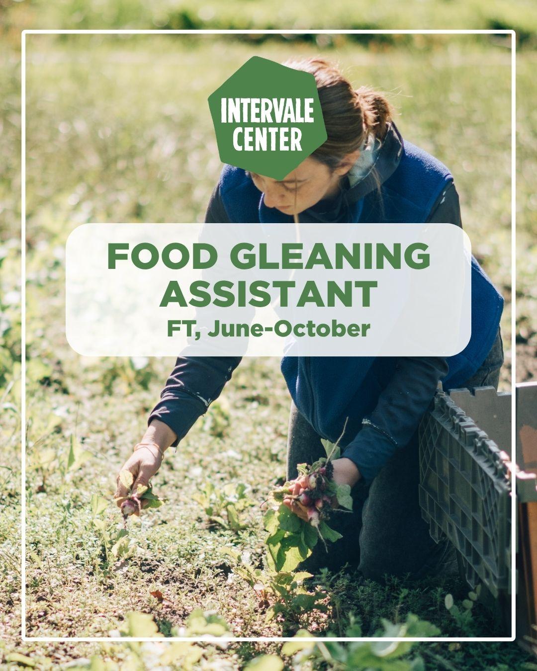 Food Gleaning - Photo of woman harvesting beets. 