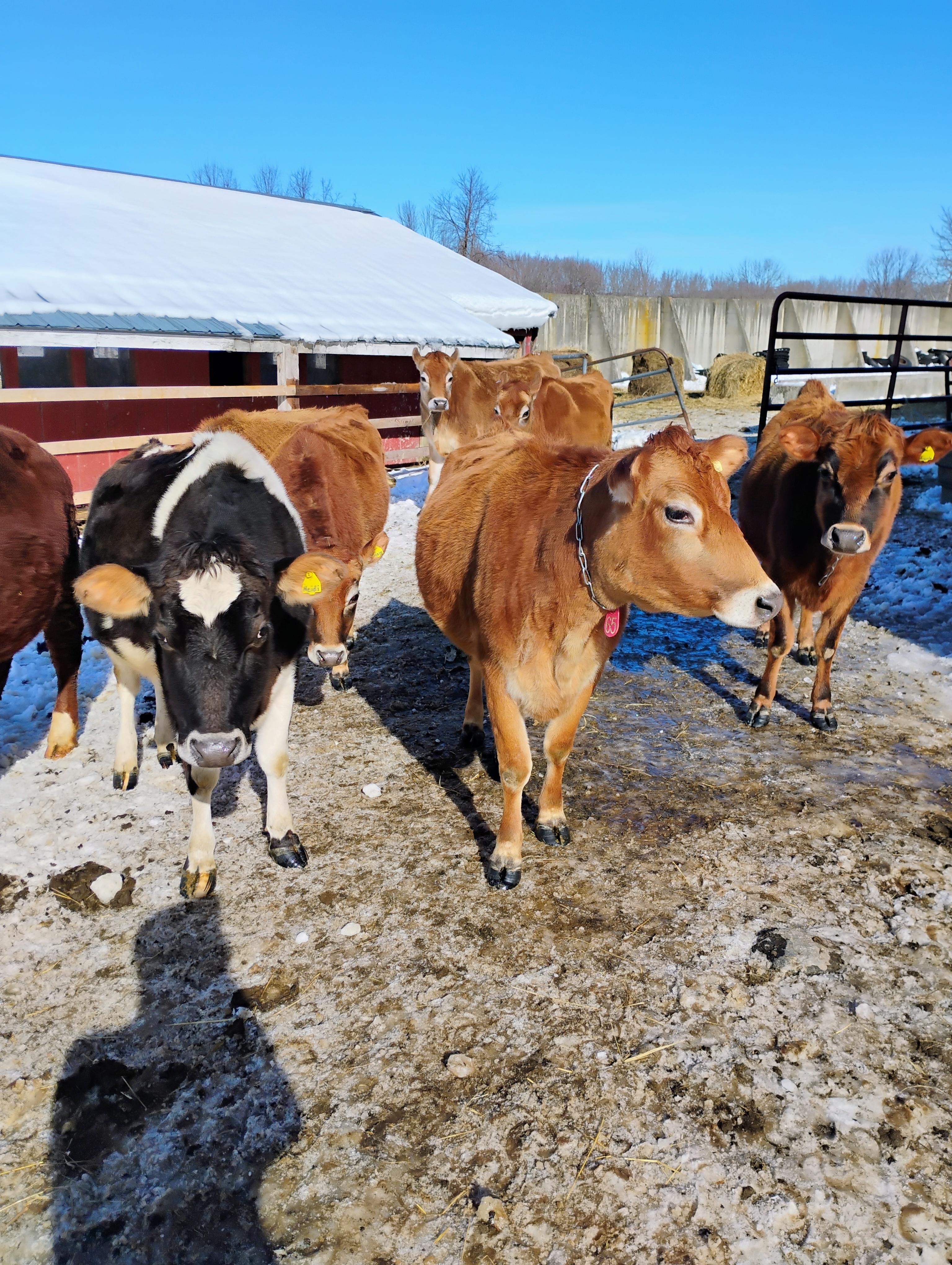 A few heifers shown here. Can send individual pictures as requested.
