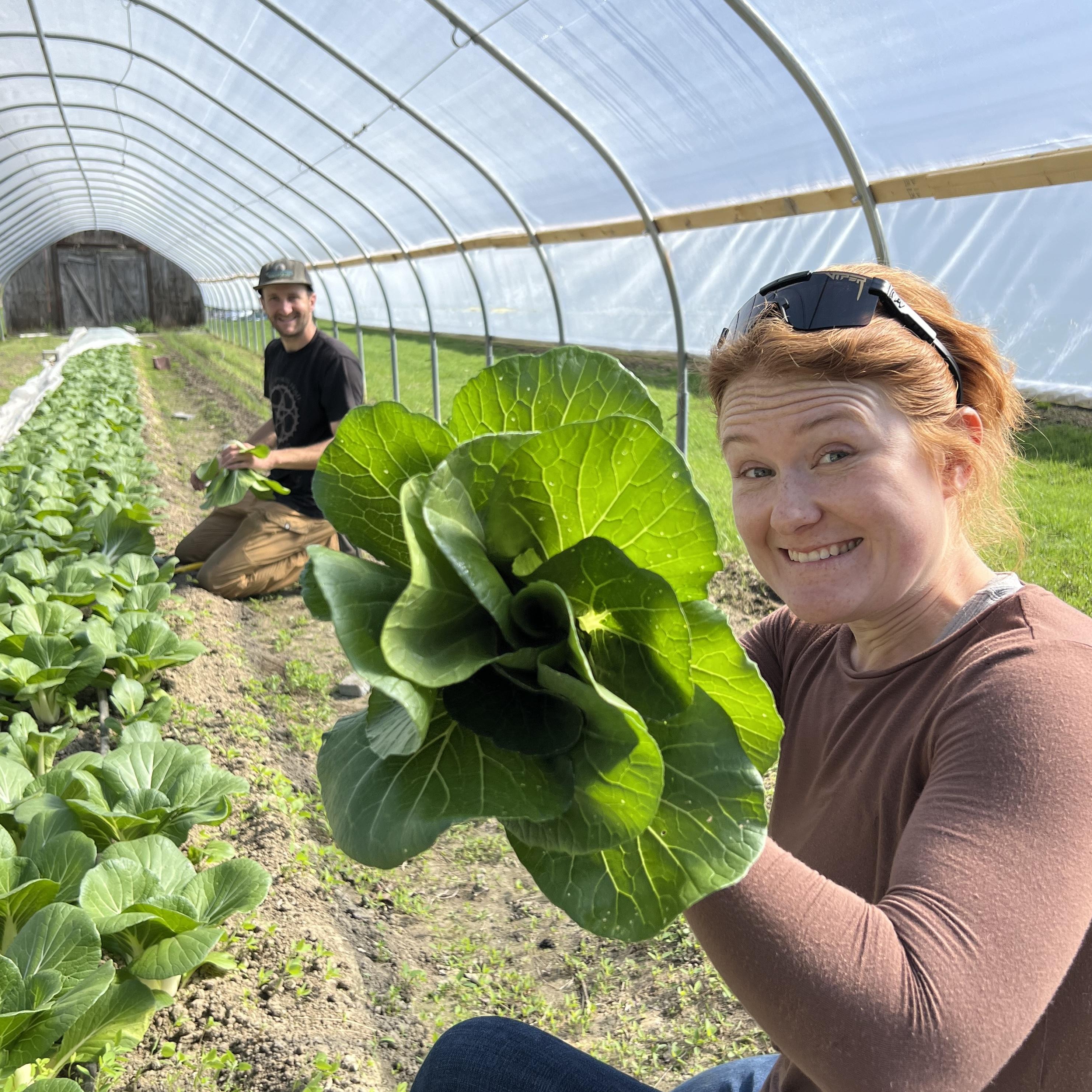bok choy harvest