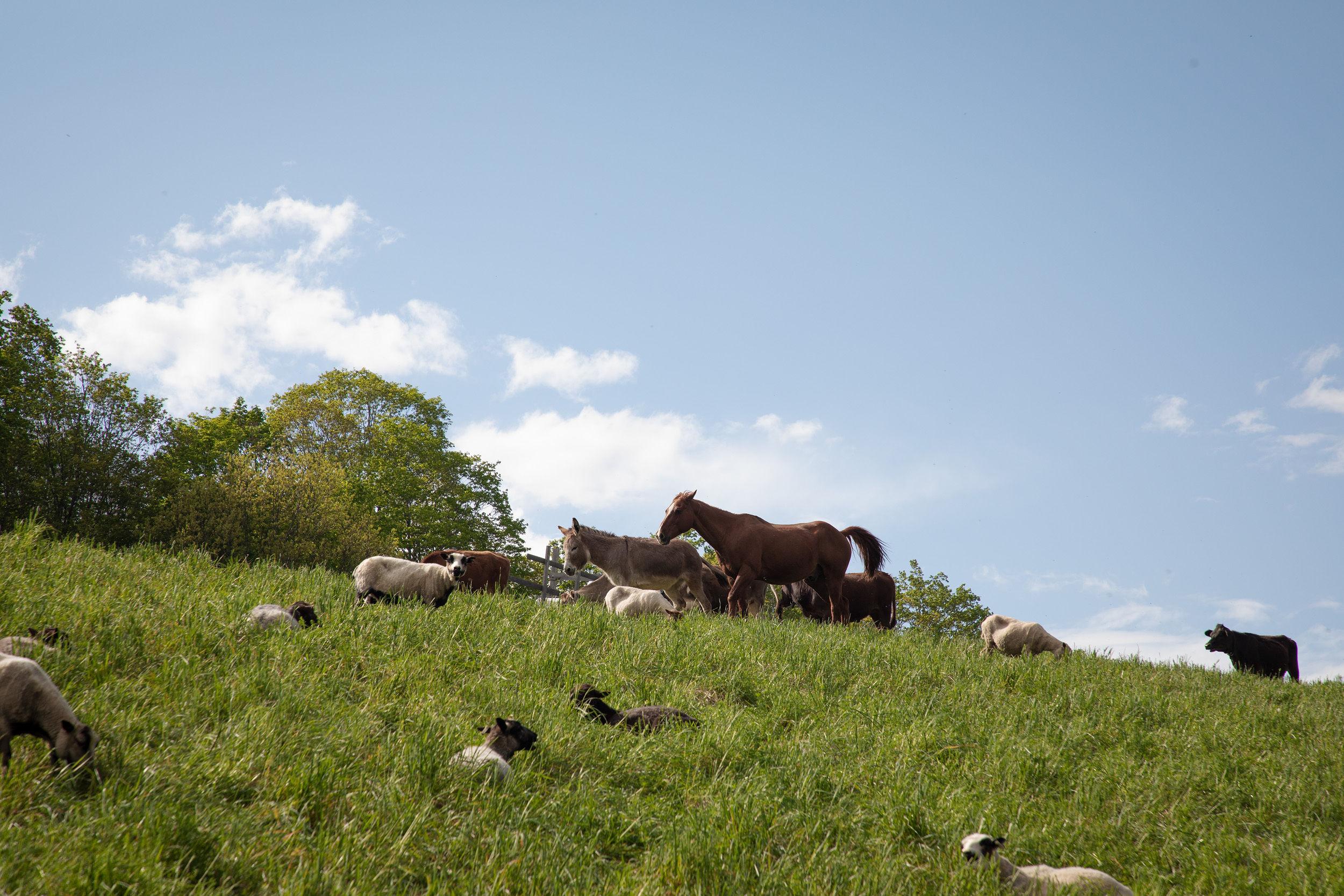 A mixed group of livestock including sheep, cows, a horse and donkey grazing on a hilly green pasture with trees and a blue sky in the background.