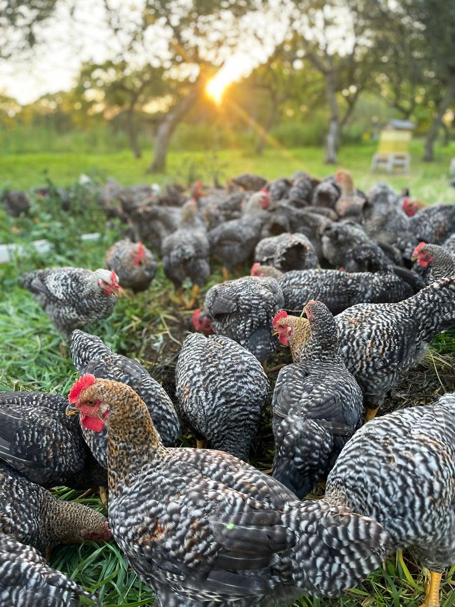 Pastured chickens