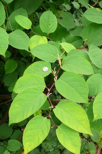 Knotweed with its smelly little flowers