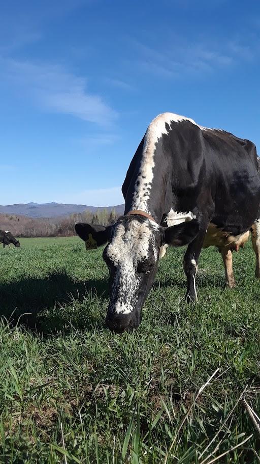 Grazing Cow named Star