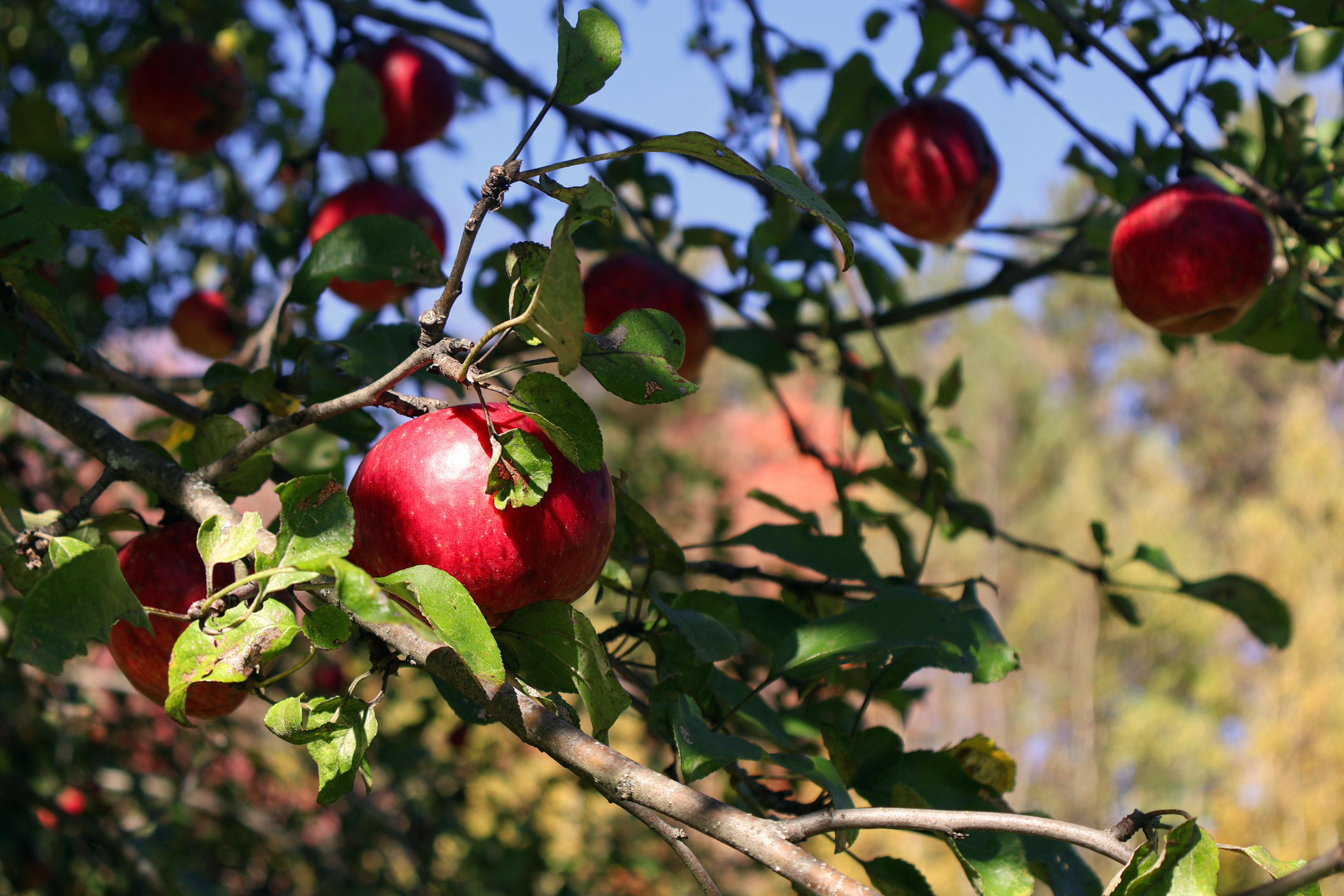 Apples on a tree in a Vermont apple orchard