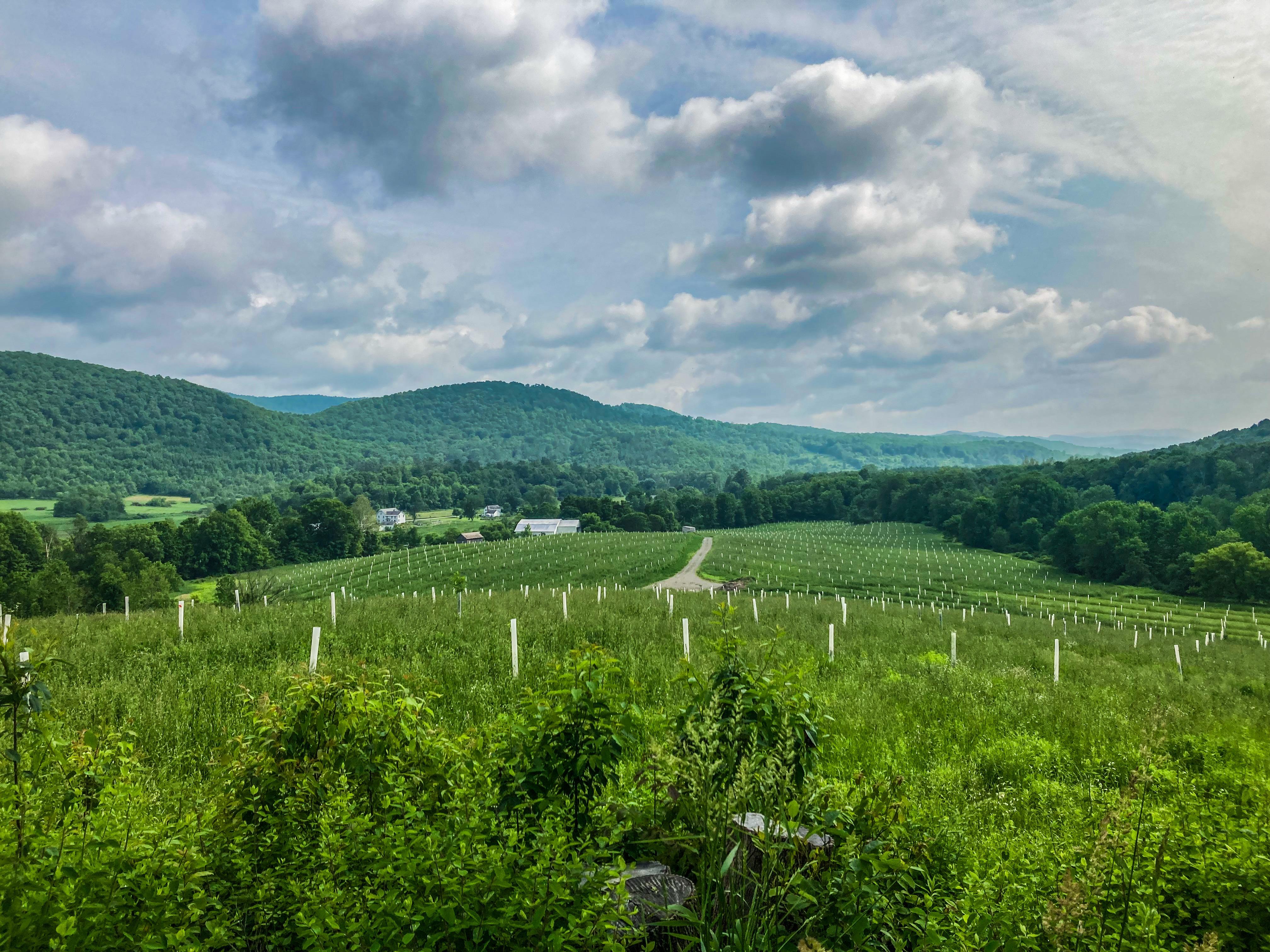 A stunning vista at Breadtree Farms, featuring meadows planted with a diverse polyculture of forage and tree crops against a backdrop of lush, green mountains