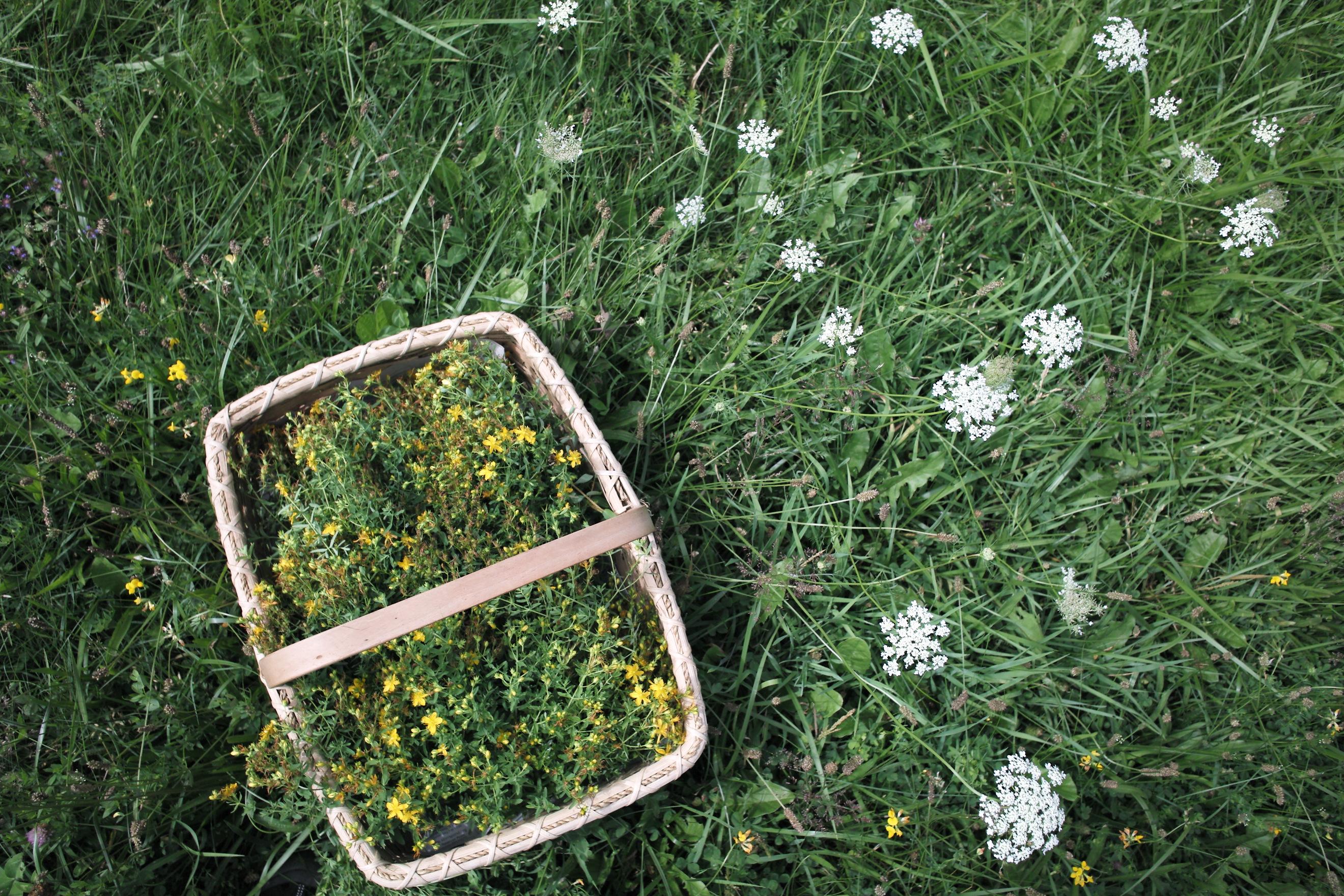 A basket of St. John's Wort, freshly harvested in a meadow at Free Verse Farm with Queen Anne's Lace also pictured in the meadow.