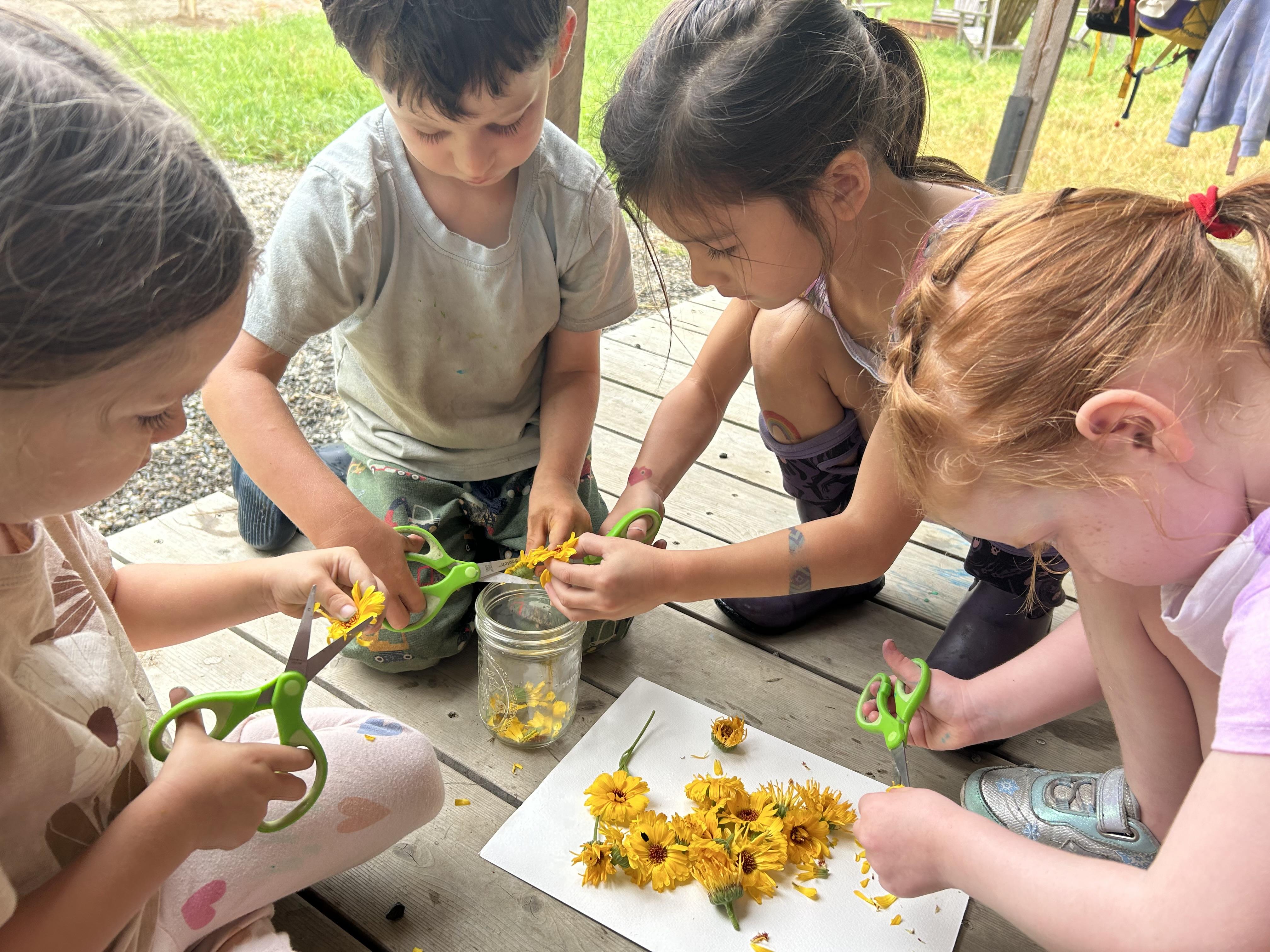 Campers at Humble Heart Homestead prepare calendula oil with flowers from the garden.