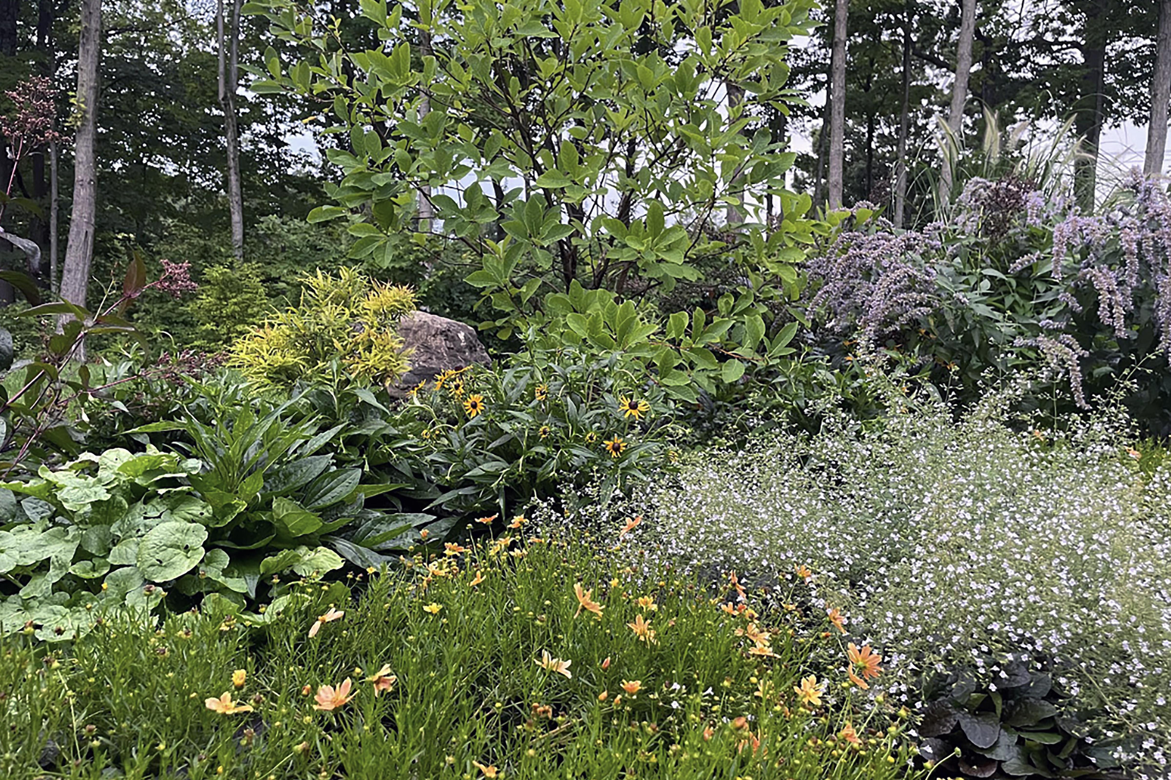 A grass-free lawn, planted with a diverse range of green and flowering perennial plants