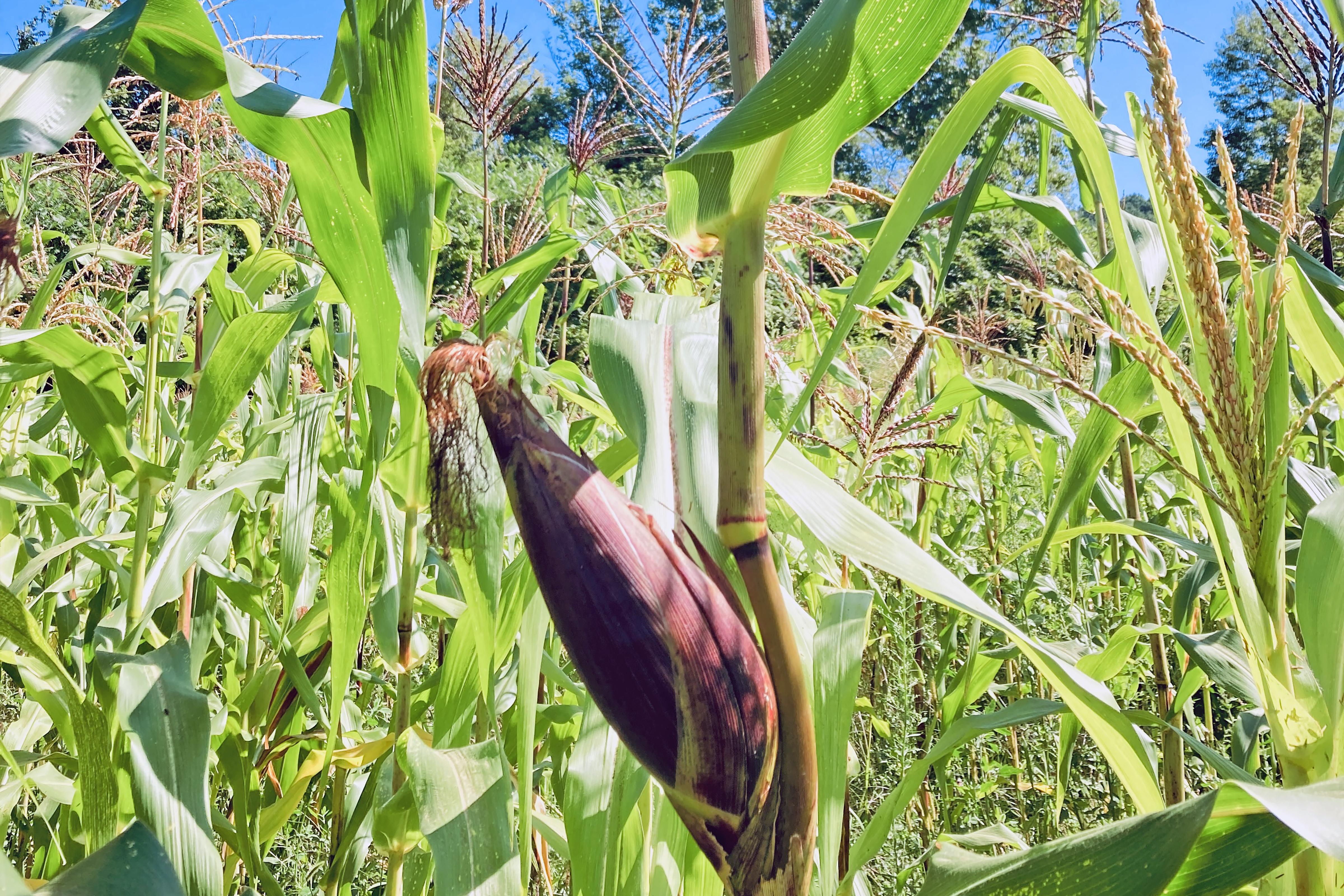An ear of Zapalote Chico corn growing in a field at Tip Top Tree Crops