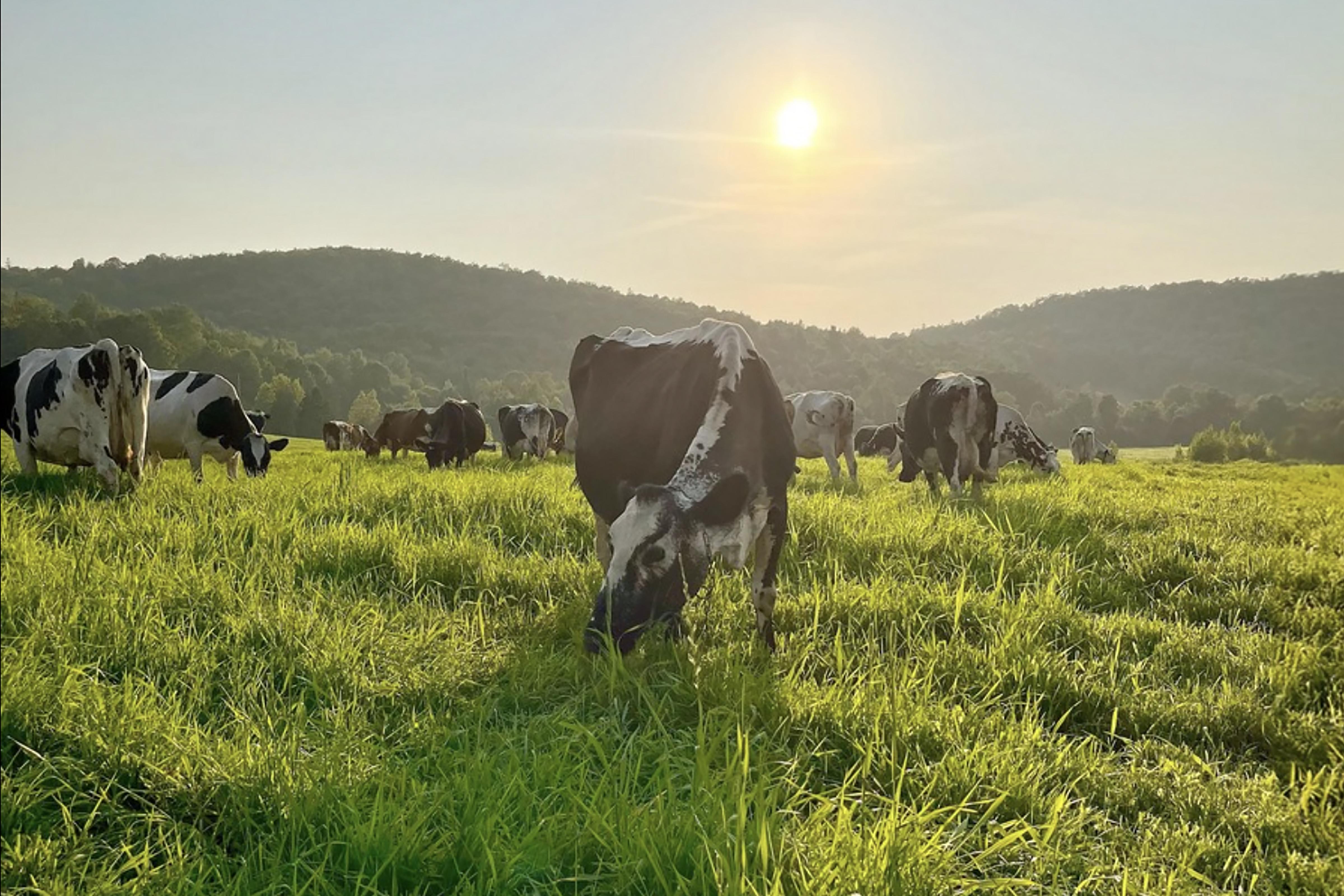 cows grazing on lush green pasture at Sweet Rowen Farmstead with mountains in the background and a low, bright yellow sun.
