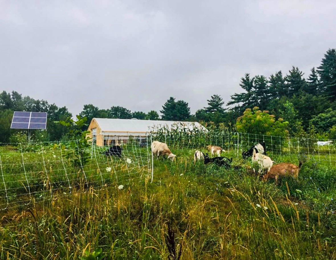 A pastoral scene at Wild Roots Farm, with goats grazing in a paddock planted with a diverse mix of perennial forage, a solar panel, some fruit and nut trees, and a high tunnel in the background.