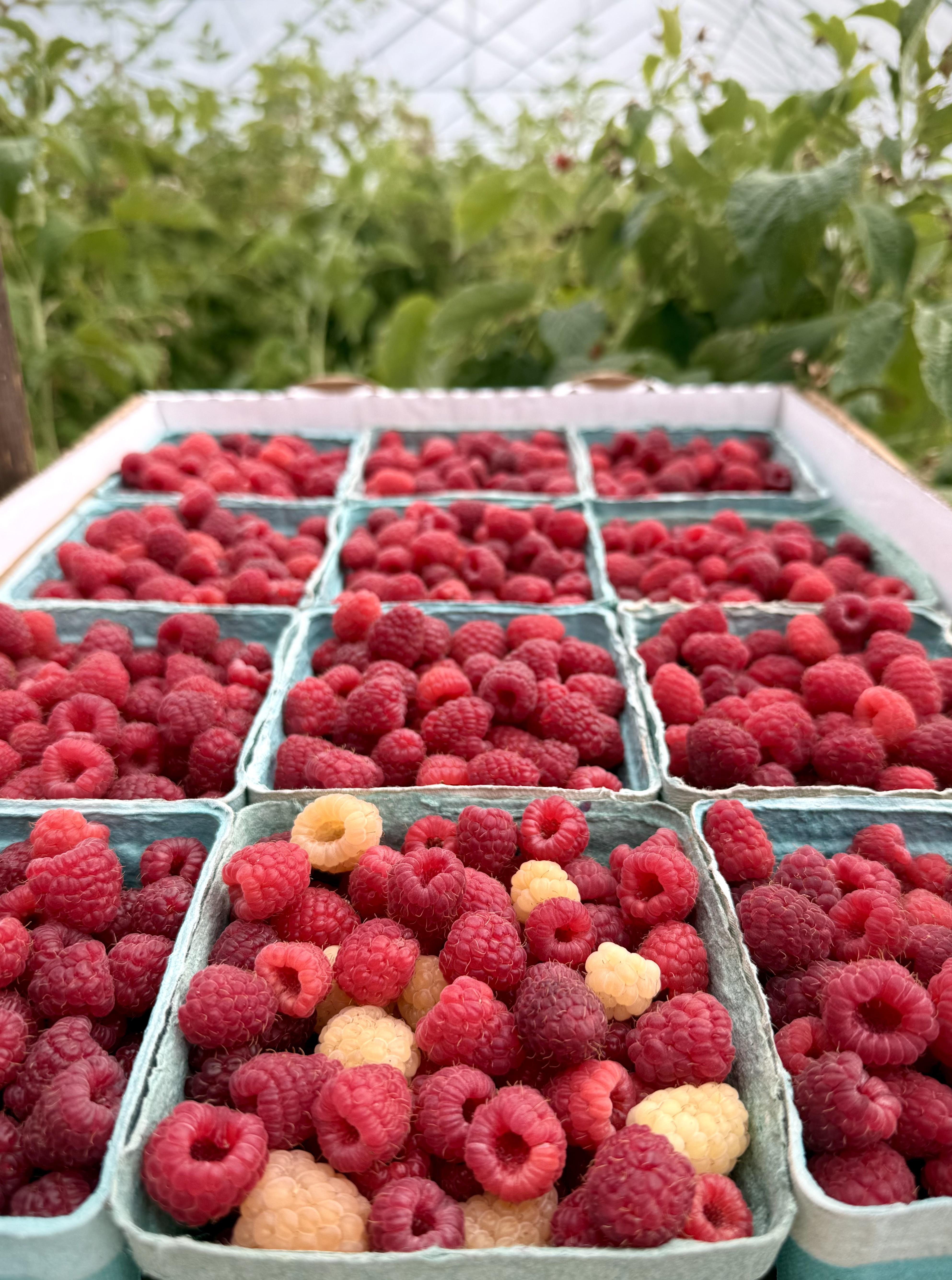 Raspberry Harvest