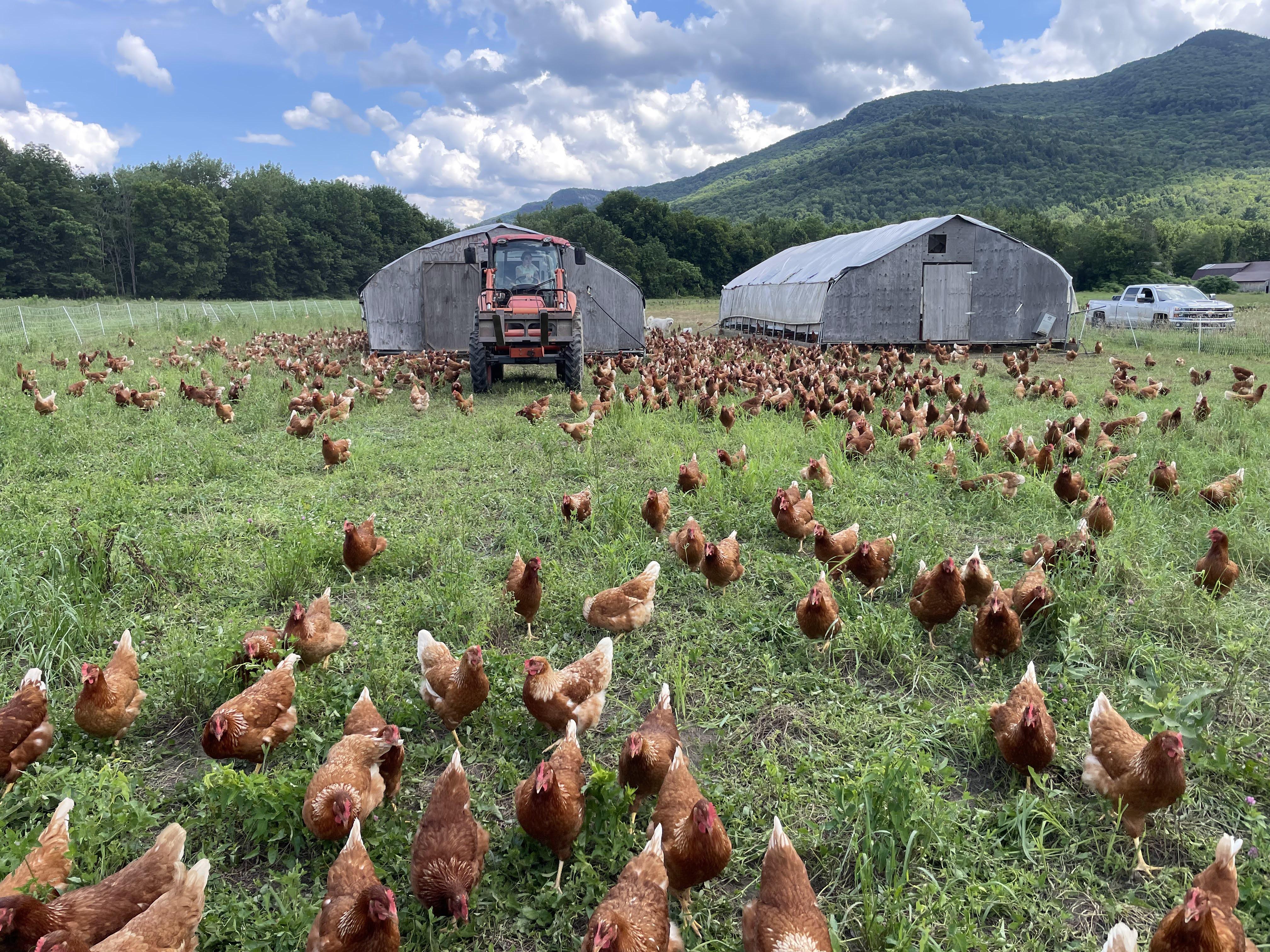 Pasture based livestock 
