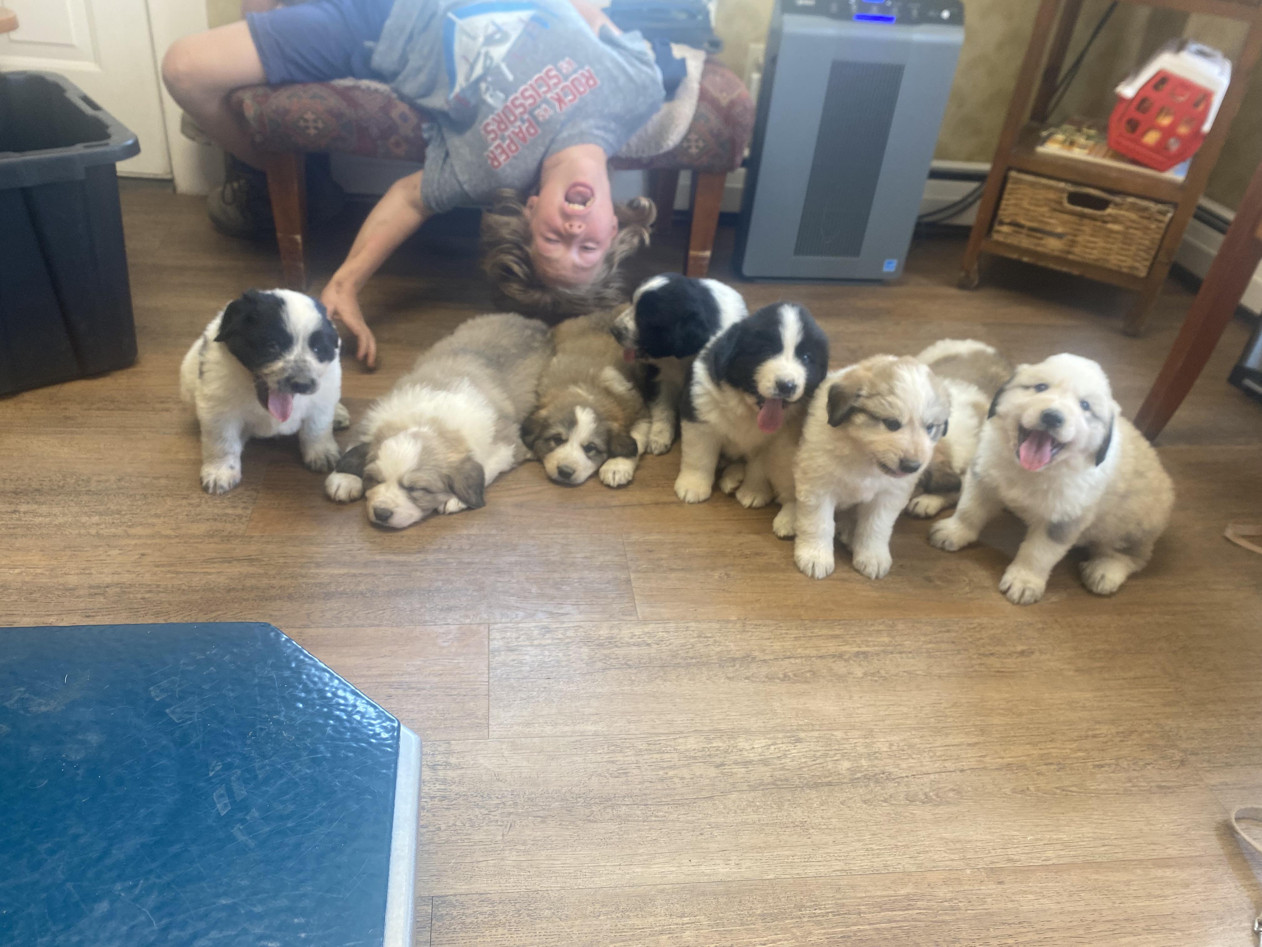Great Pyrenees puppies 