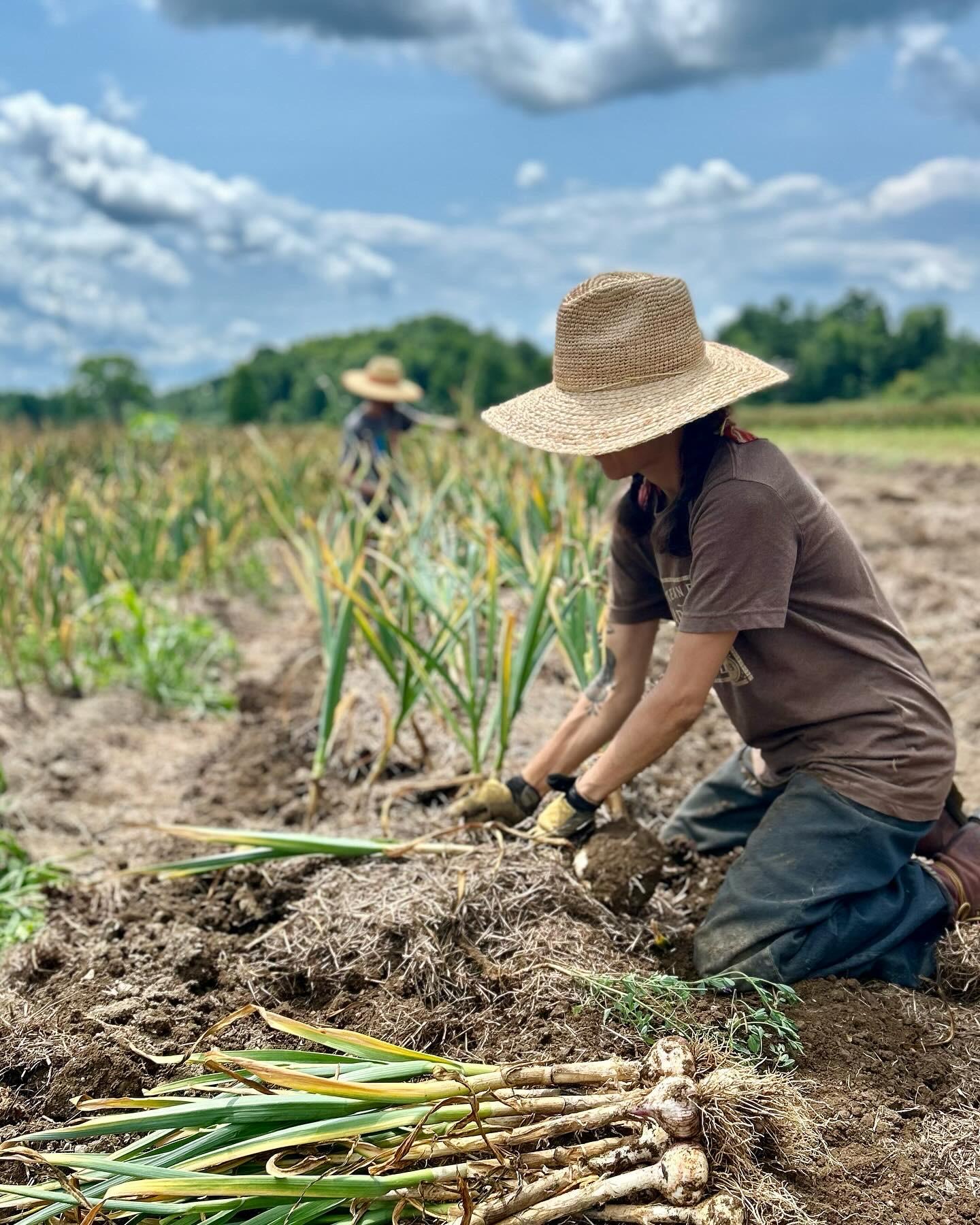Garlic harvest, quill hill farm