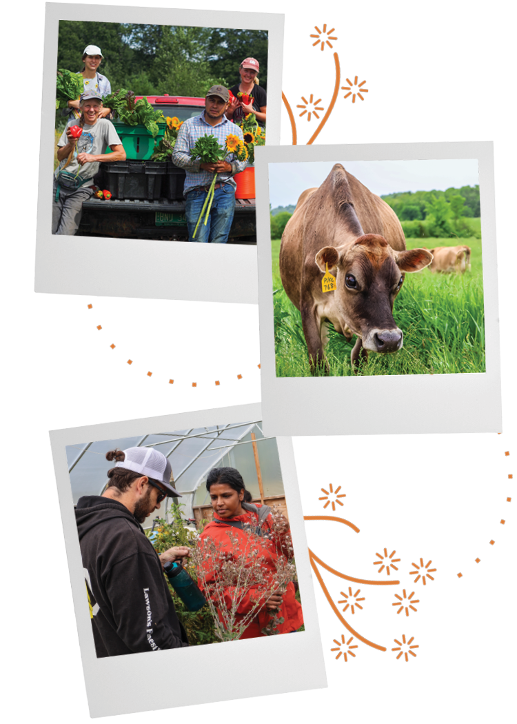 Collage of three photos. One photo is of two people observing a dried plant in a greenhouse. Another is of a cow in a field. The third is of four people posing with vegetables in front of a truck.