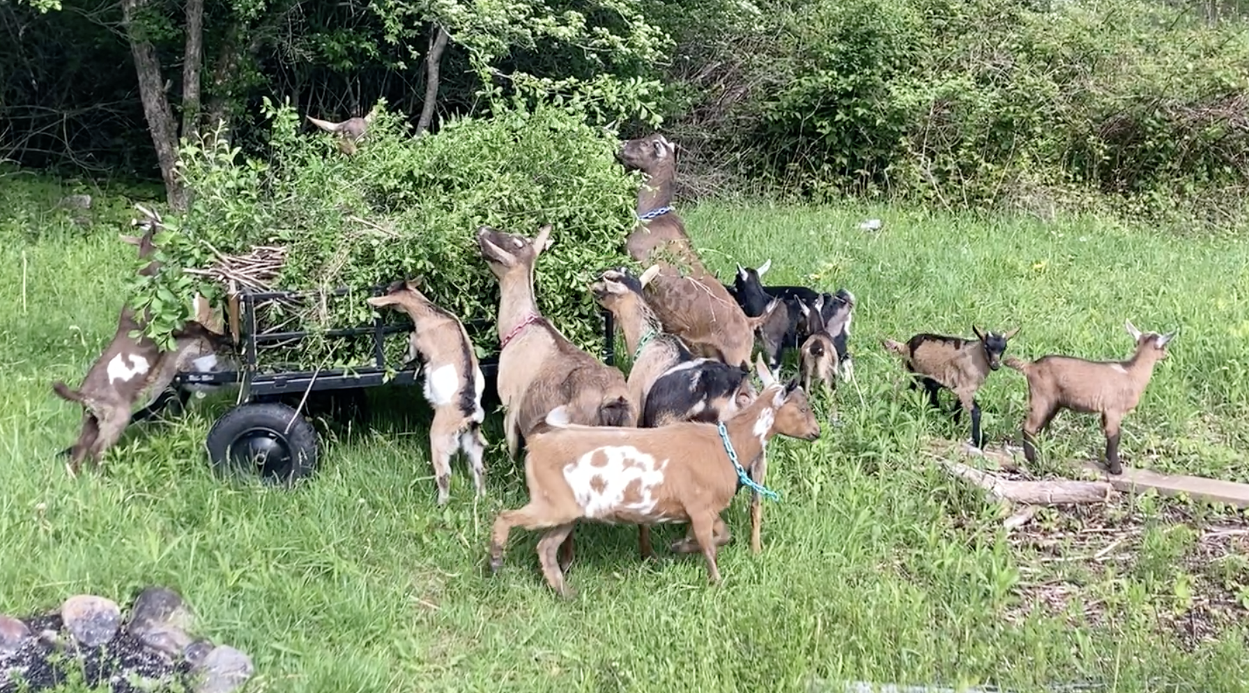 Herd of goats