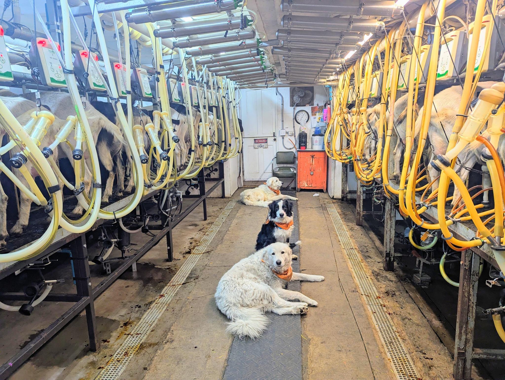 Milking Parlor