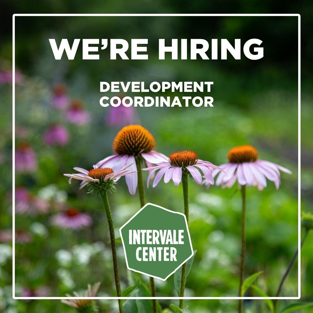 Photo of cone flowers with the text "we're hiring development coordinator" and the Intervale Center logo 