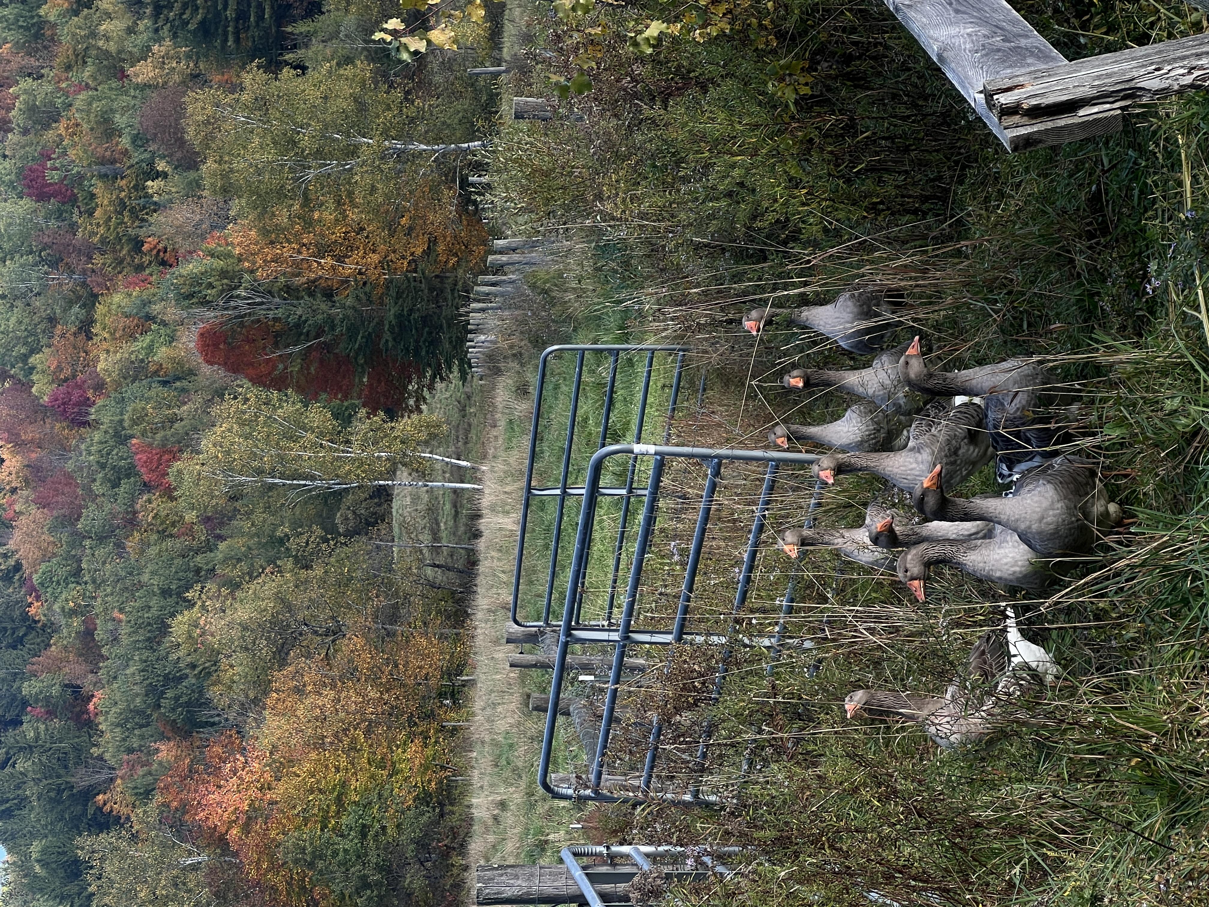 Geese in the field