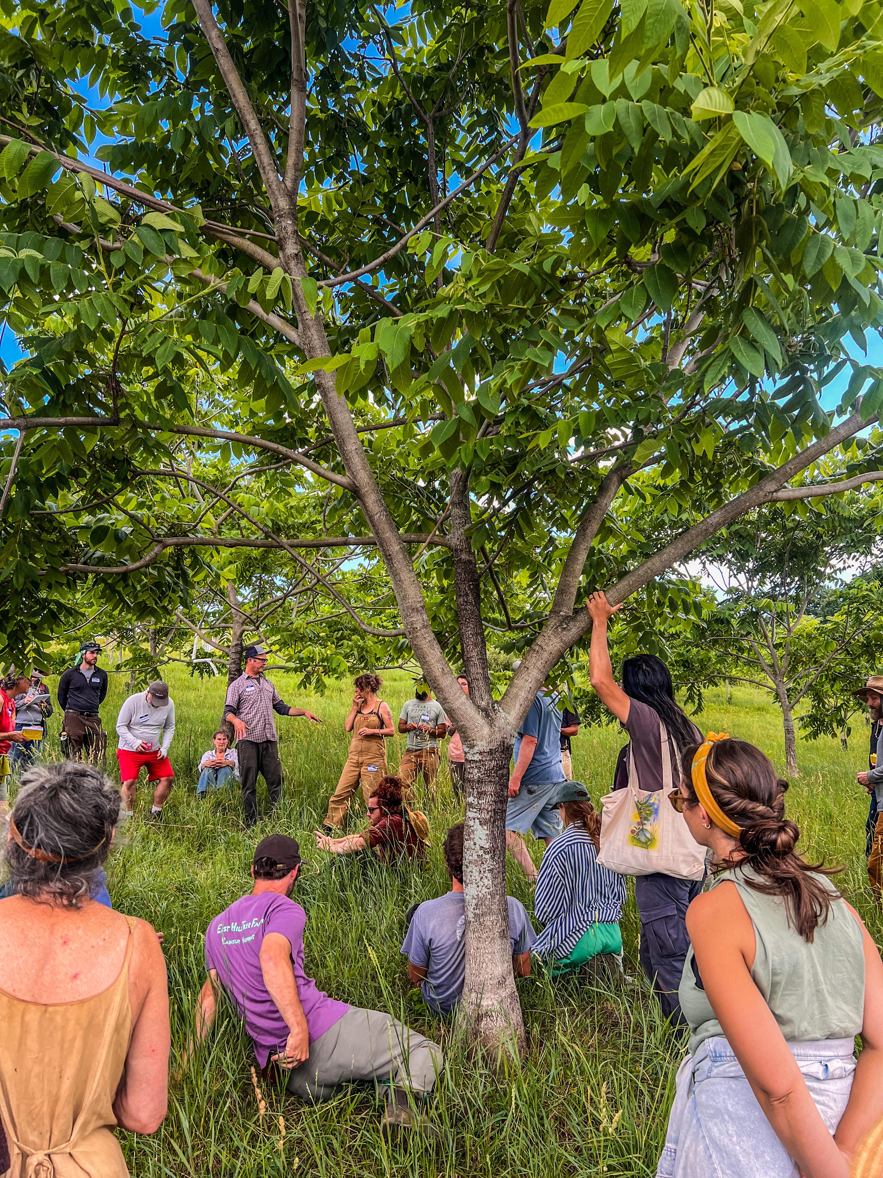 Participants in the regional agroforestry gathering are gathered in a grove of nut trees 