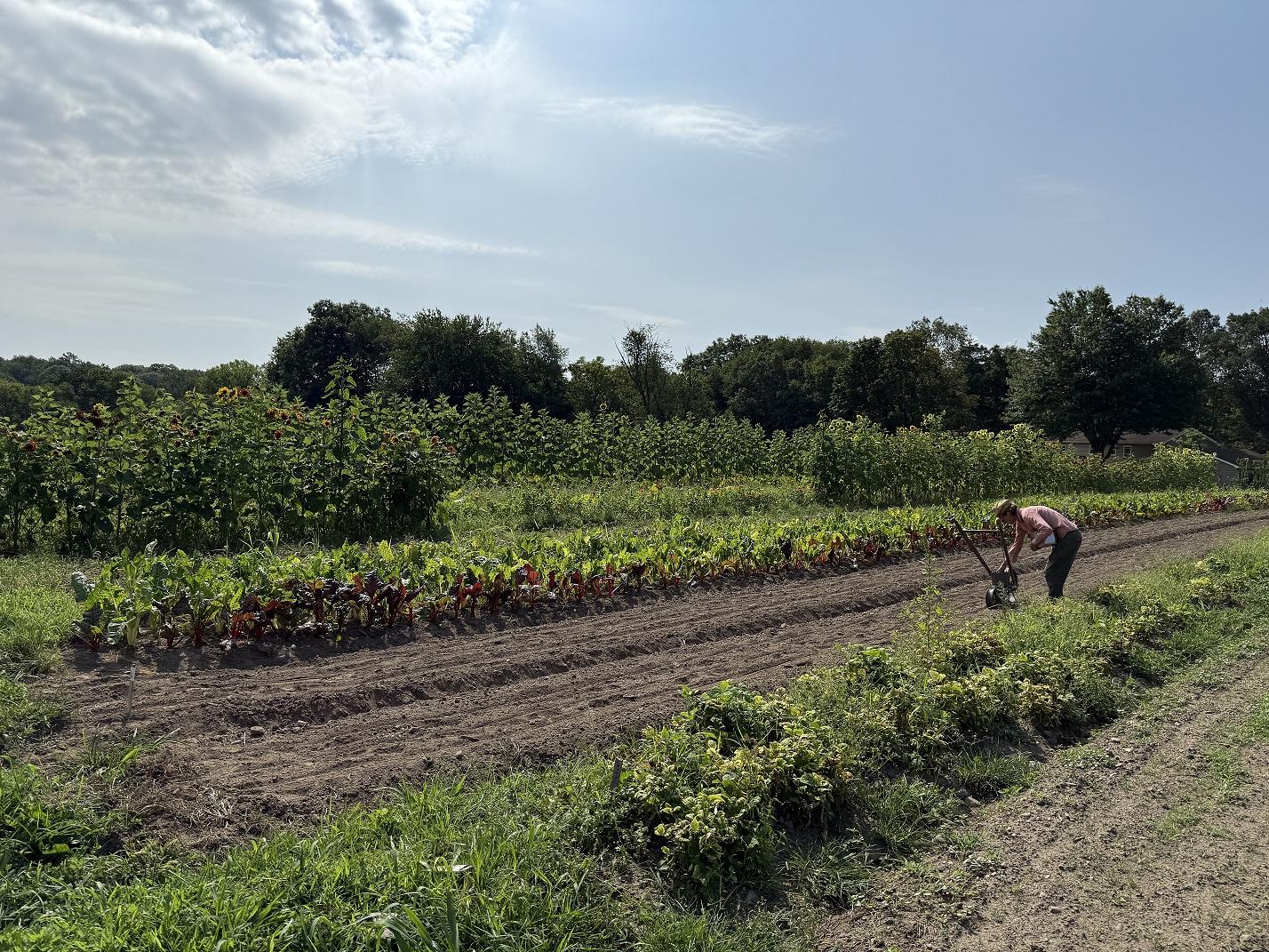 image of a vegetable field on a sunny day