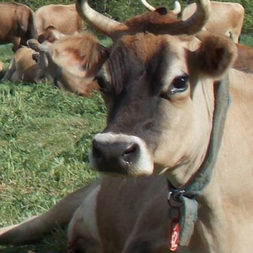 grass fed cow