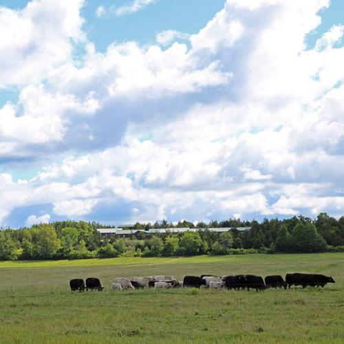 agricultural land