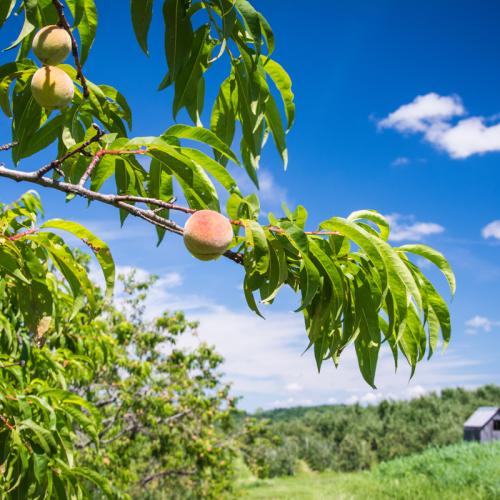 enid orchard