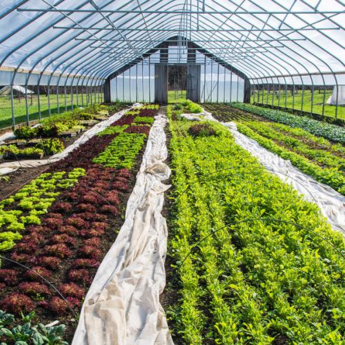 organic agriculture