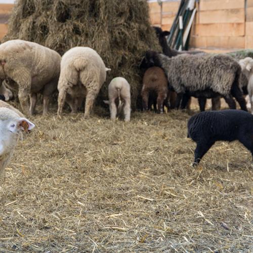 organic farming