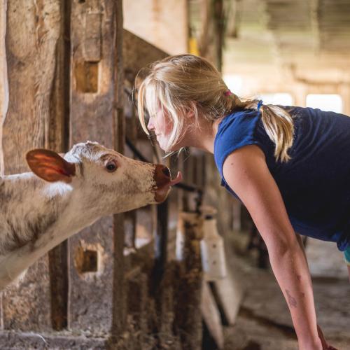 cow licking girl