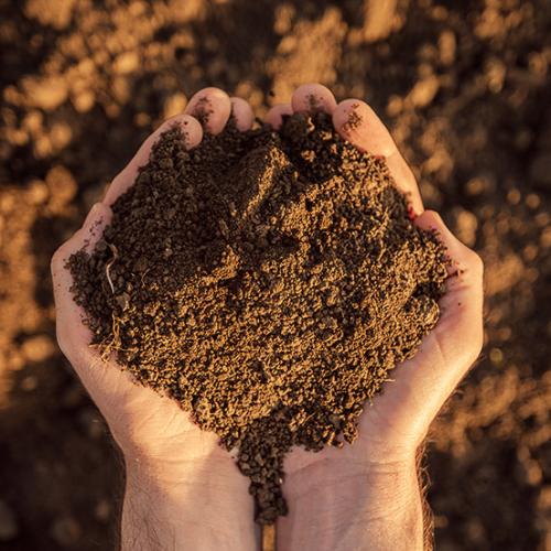 Two hands cupped, holding dark brown dirt.