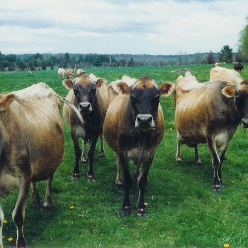 Cows in pasture