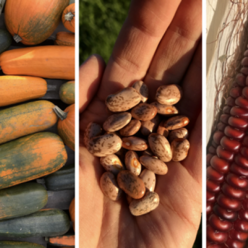 Harvested seeds