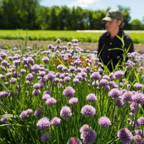 A farmer kneels in a field of flowers