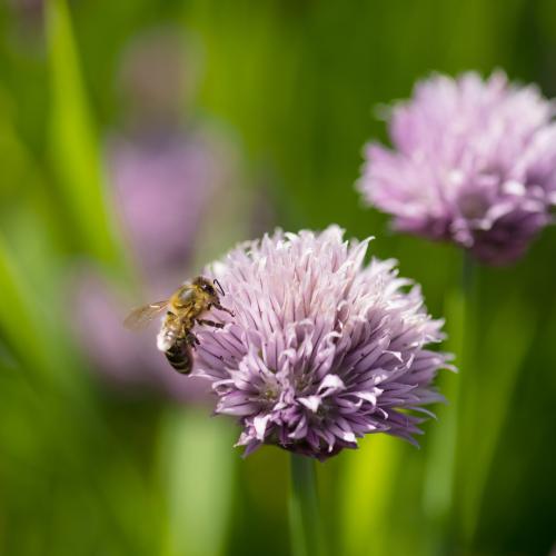 Bee on a clover