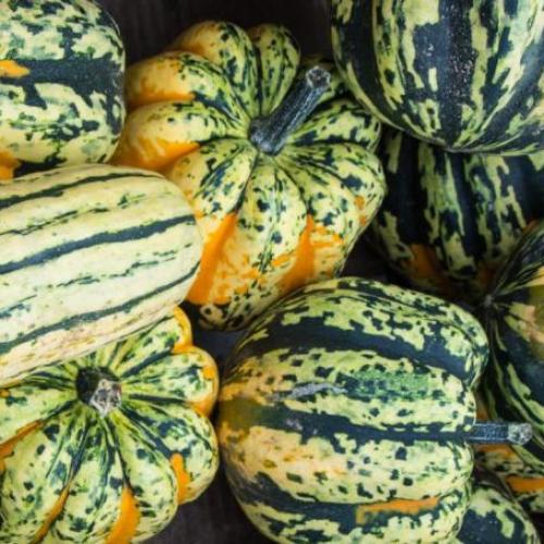 Close up image of multi-color squash