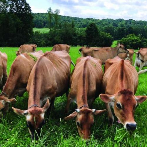 cows